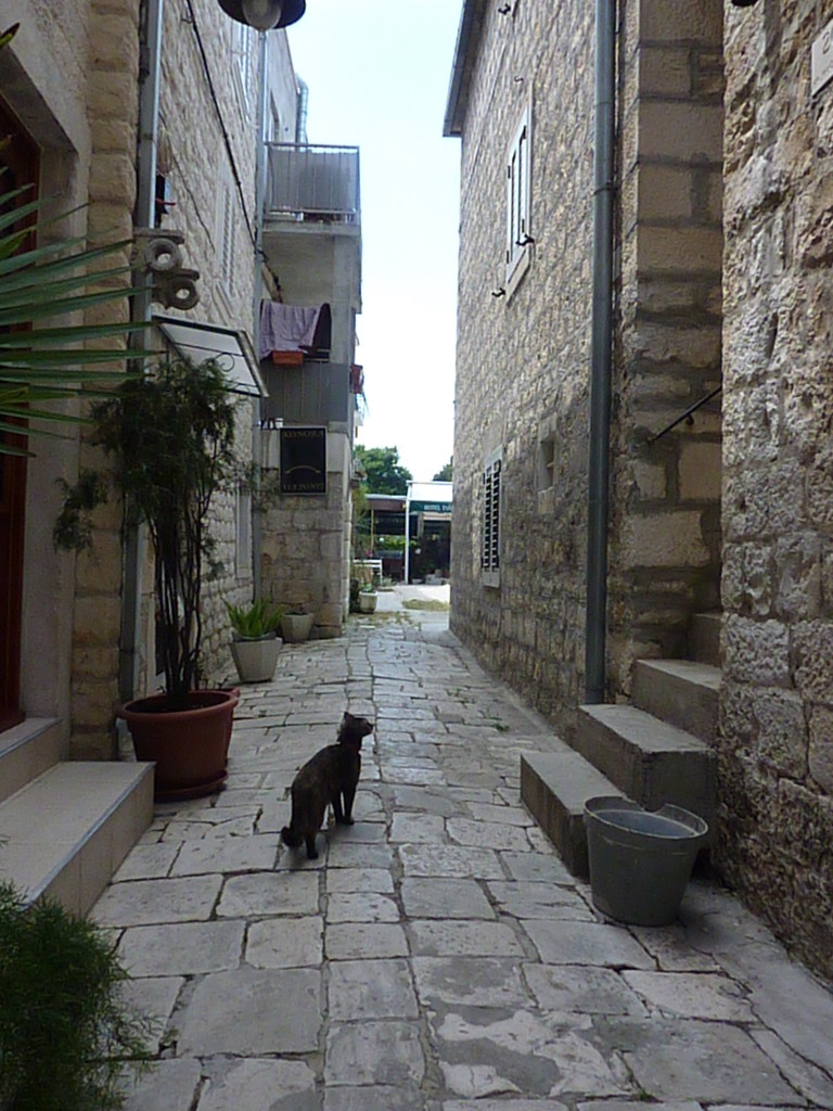 torogir (11)