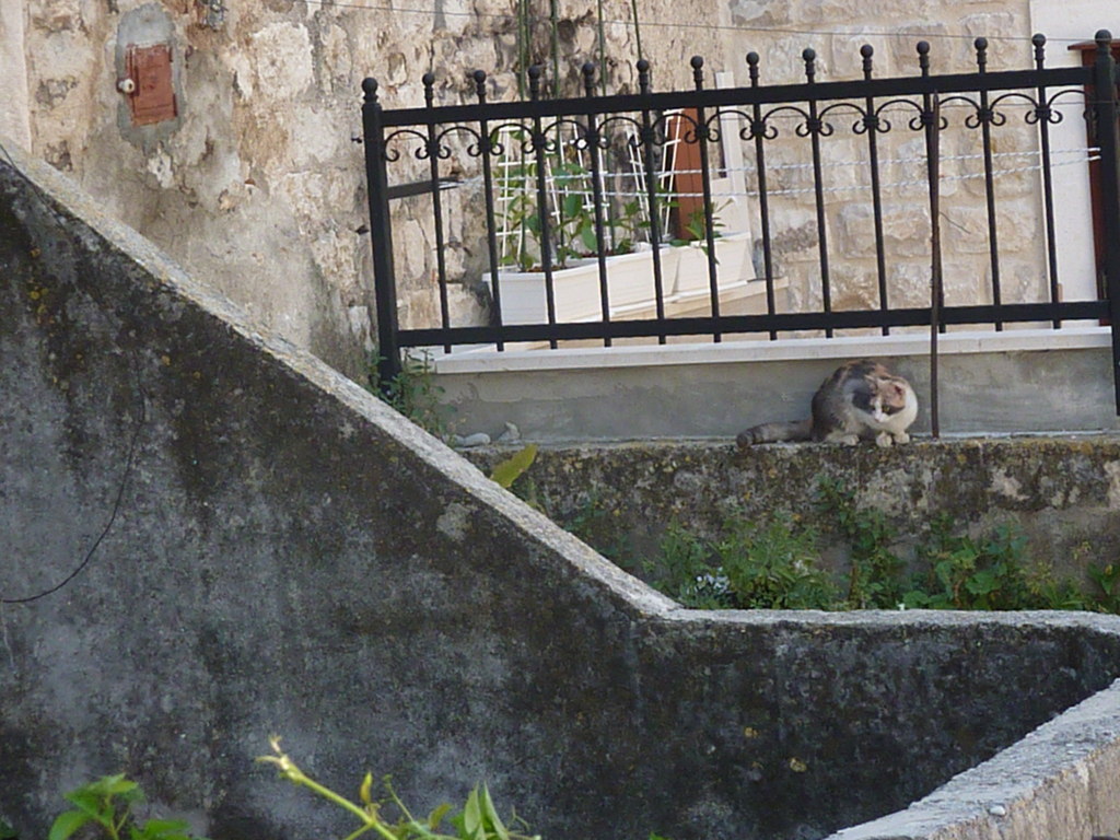 torogir (2)