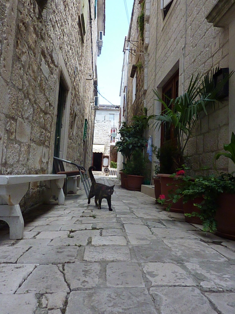 torogir (9)