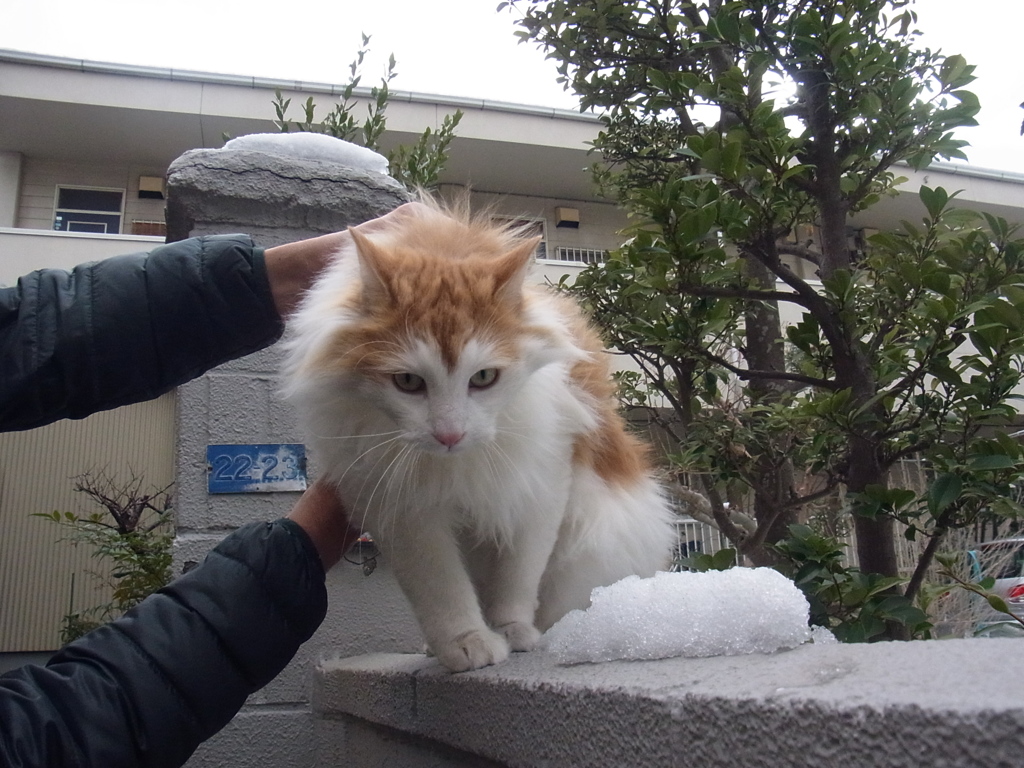 雪の翌日ダイヤ君３