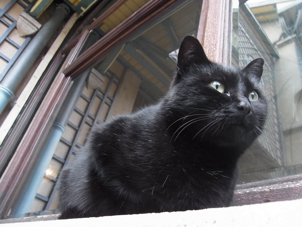 ナンシー派美術館の看板黒猫５