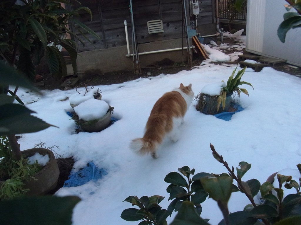 雪の翌々日脱走ダイヤ君４