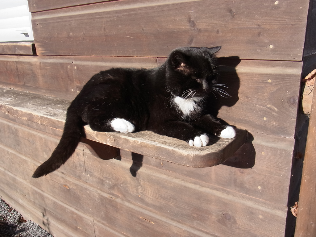 decemberwiescat3