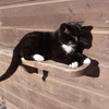 decemberwiescat3