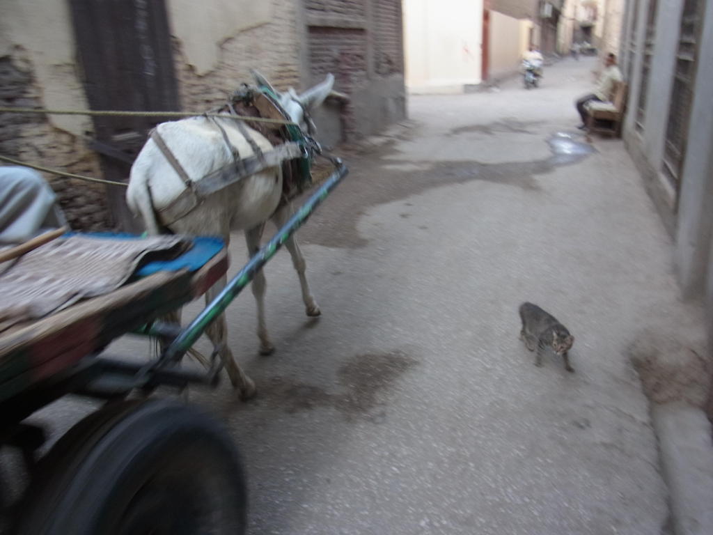 luxor18