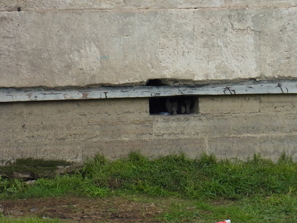 russinyan (1)