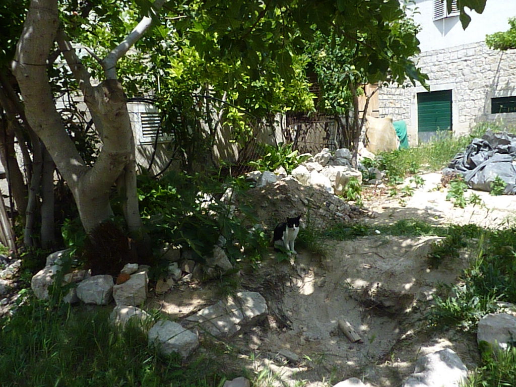 torogir (15)