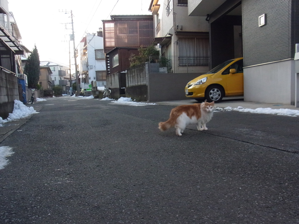 雪の翌々日脱走ダイヤ君５