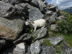 BTchimirakan (1)