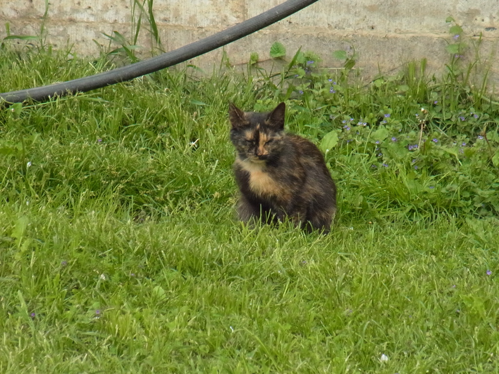 russinyan (4)