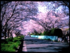 サクラ道