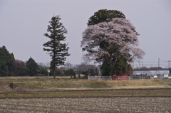 桜の塚