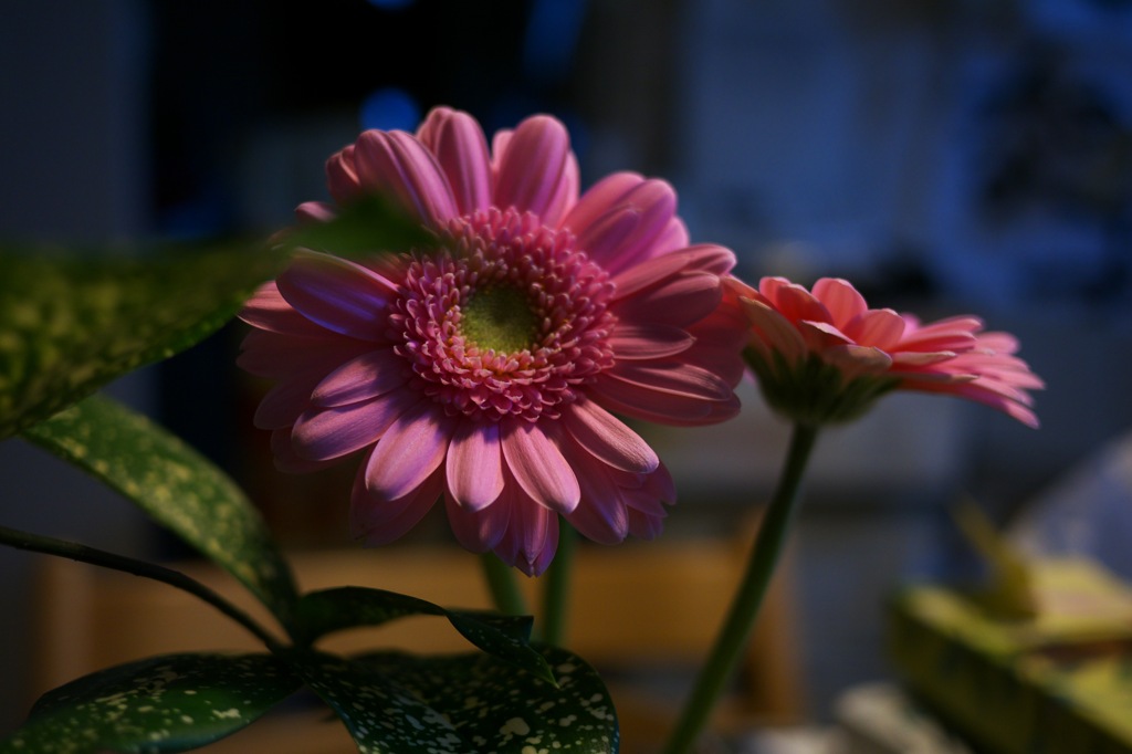 夜の花