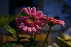 夜の花