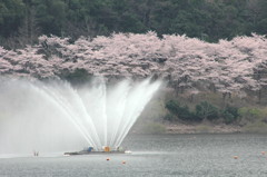 噴水の花