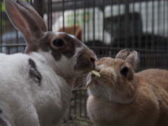 レッキス　ネザーランドドワーフ