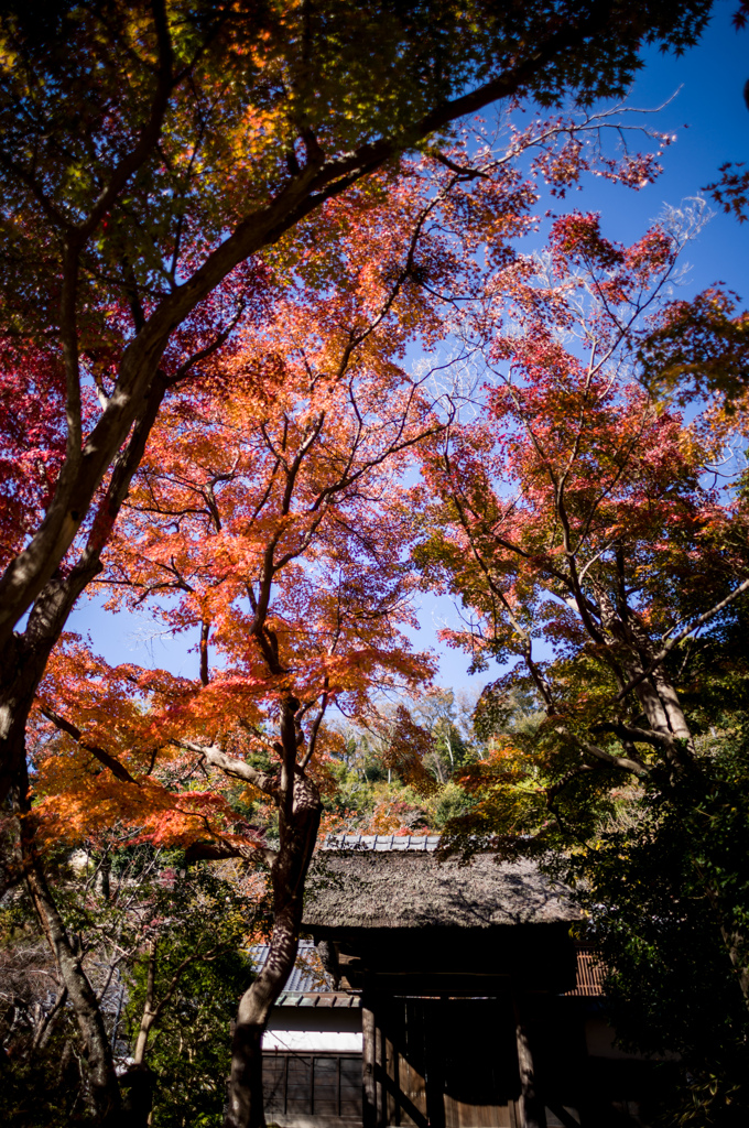 今日の円覚寺