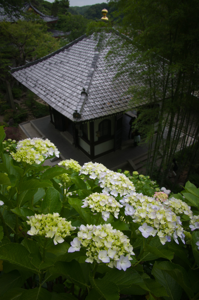 梅雨明暗