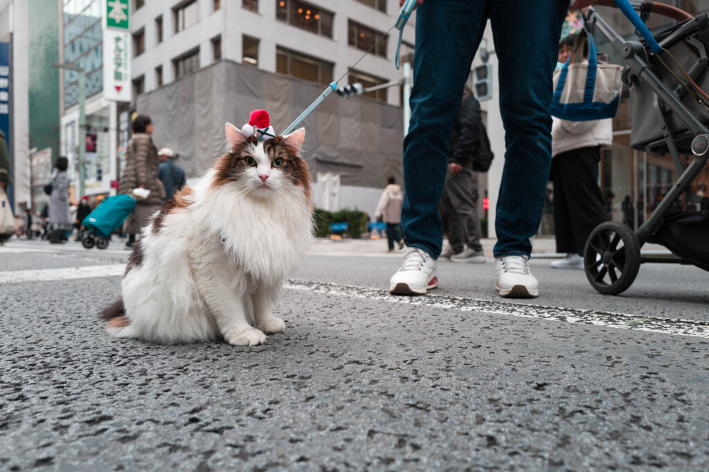 ニャンタクロース