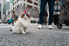 ニャンタクロース