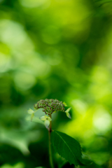 韋駄天紫陽花弐零弐零式