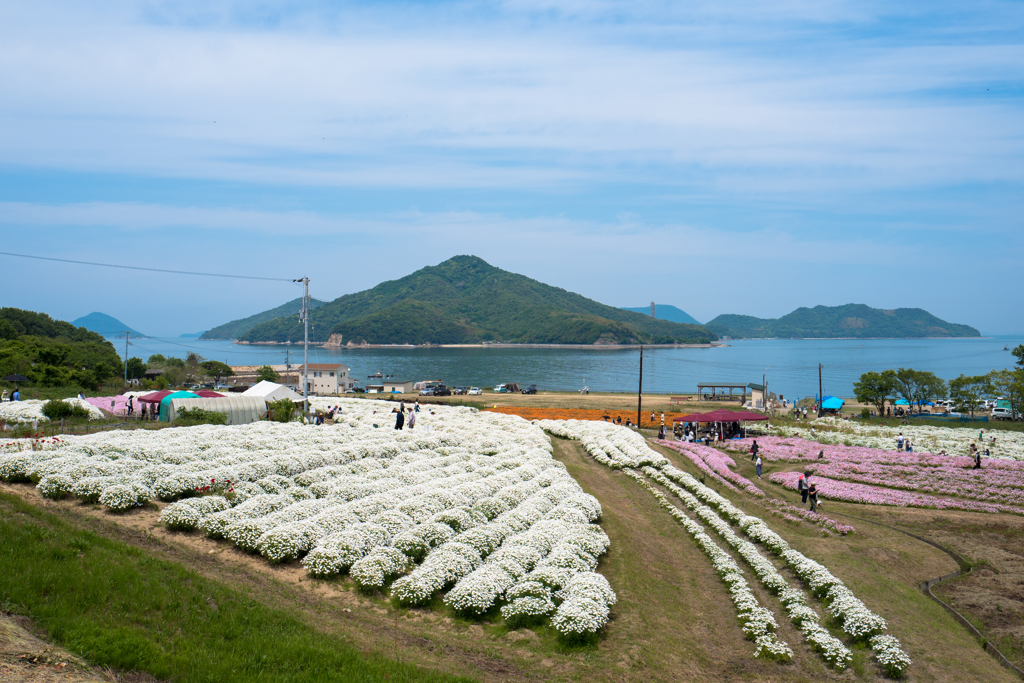 花摘みの日