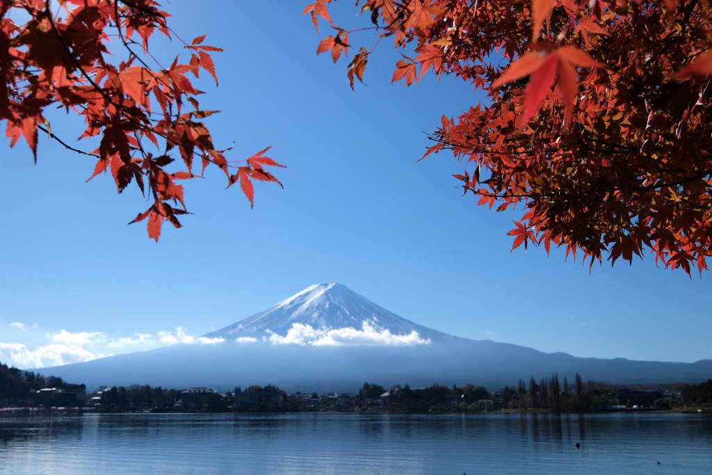 降り紅葉に｡｡｡