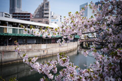 咲くら