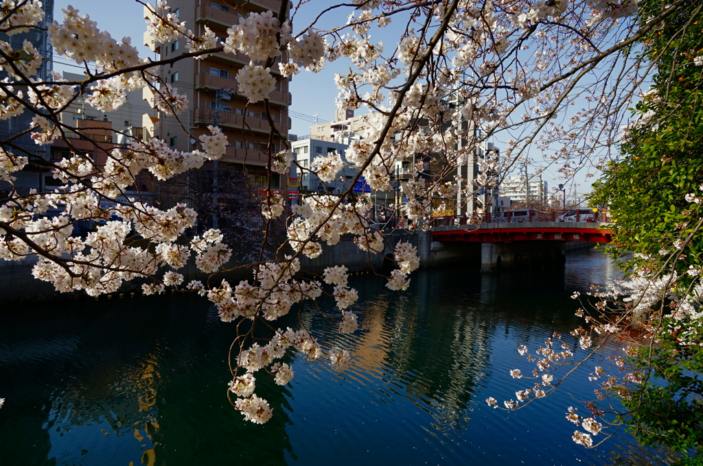 2015春＠大岡川