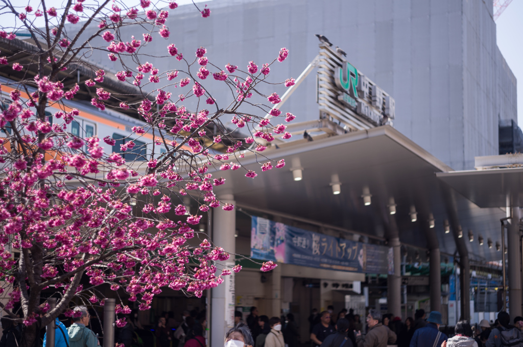 中野桜