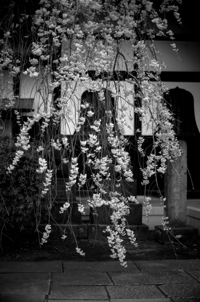 幽降桜