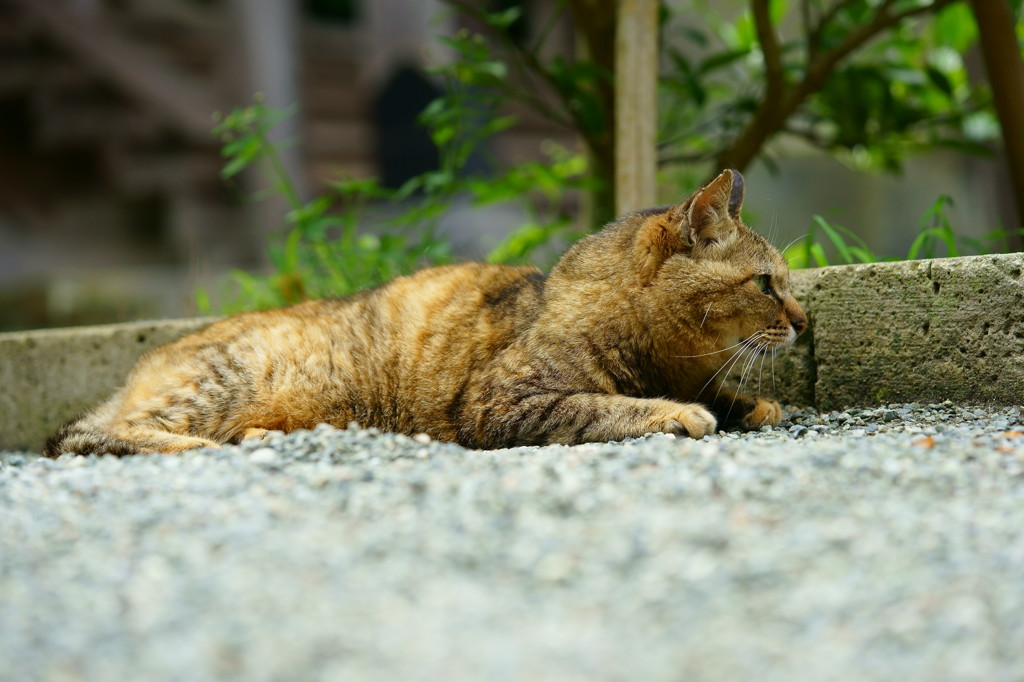 狙いすます