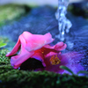 氷中花