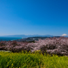 2015春＠吾妻山1