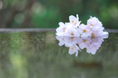 2015春＠鎌倉6
