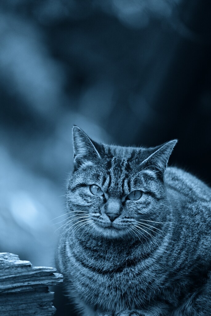 ジッ‼