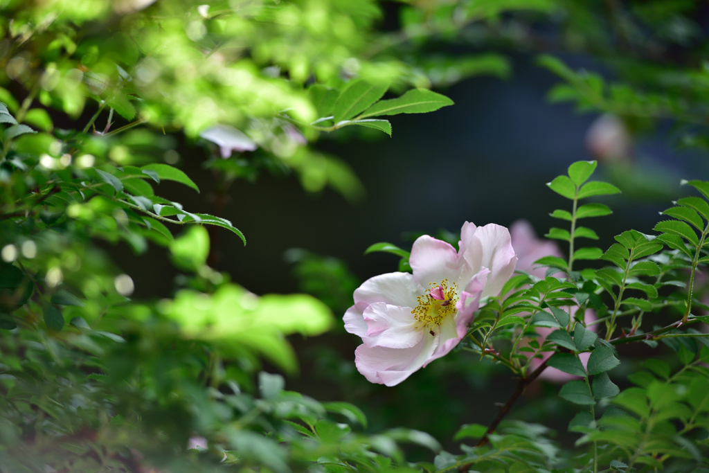 棘花