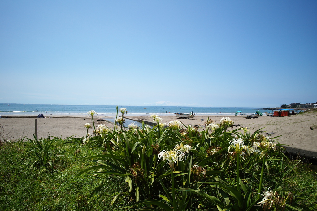 ハマユウ咲く浜