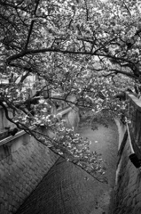 熱海桜（モ）