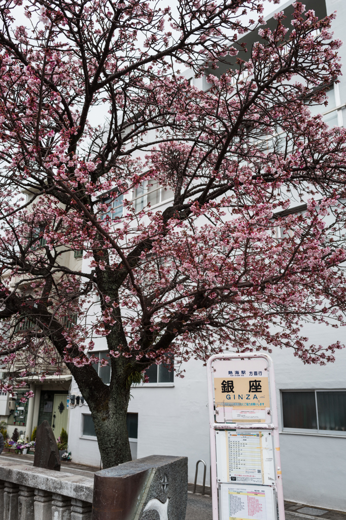 銀座桜