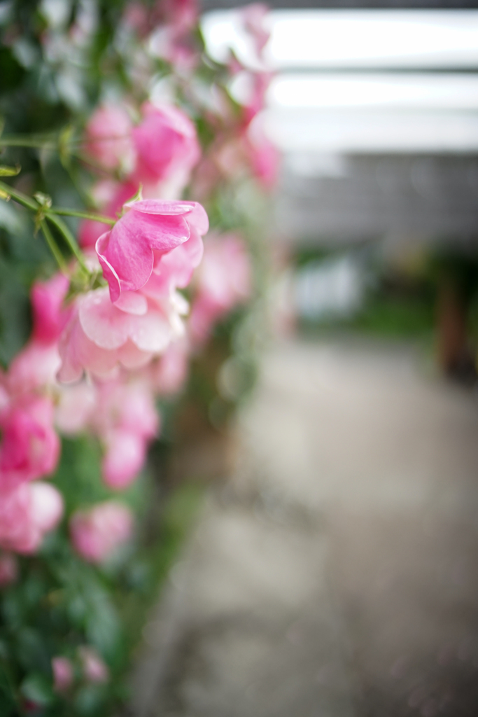 薔薇回廊