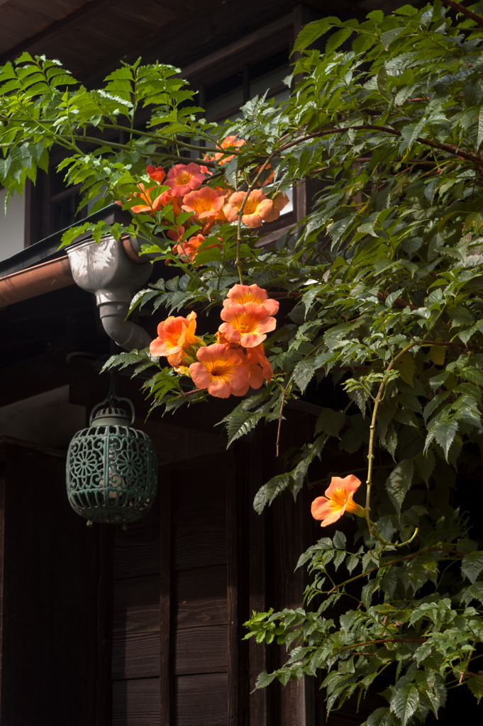 晩夏に｡｡｡