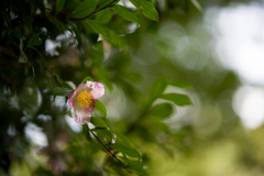 山茶花咲く頃