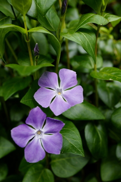 紫花