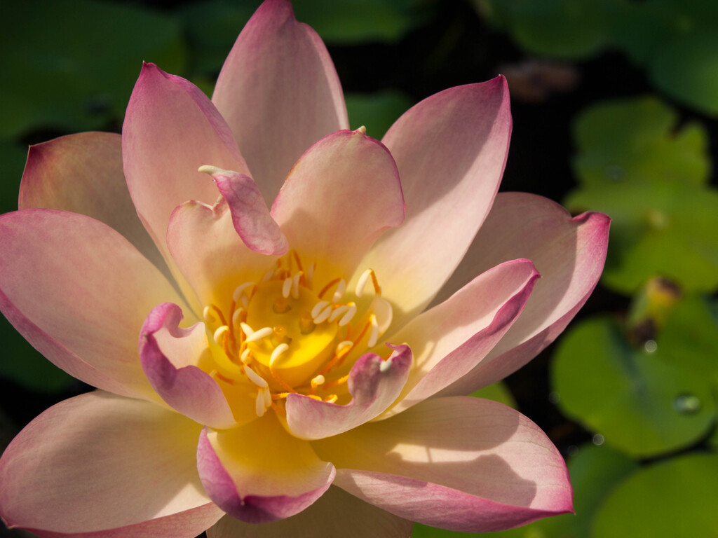 開 花