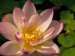 開 花