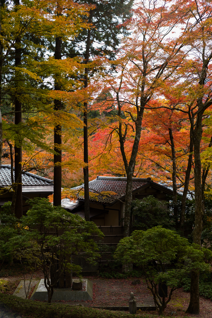 箱根 長安寺 紅葉