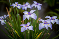 Iris ensata var. ensata