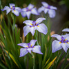 Iris ensata var. ensata