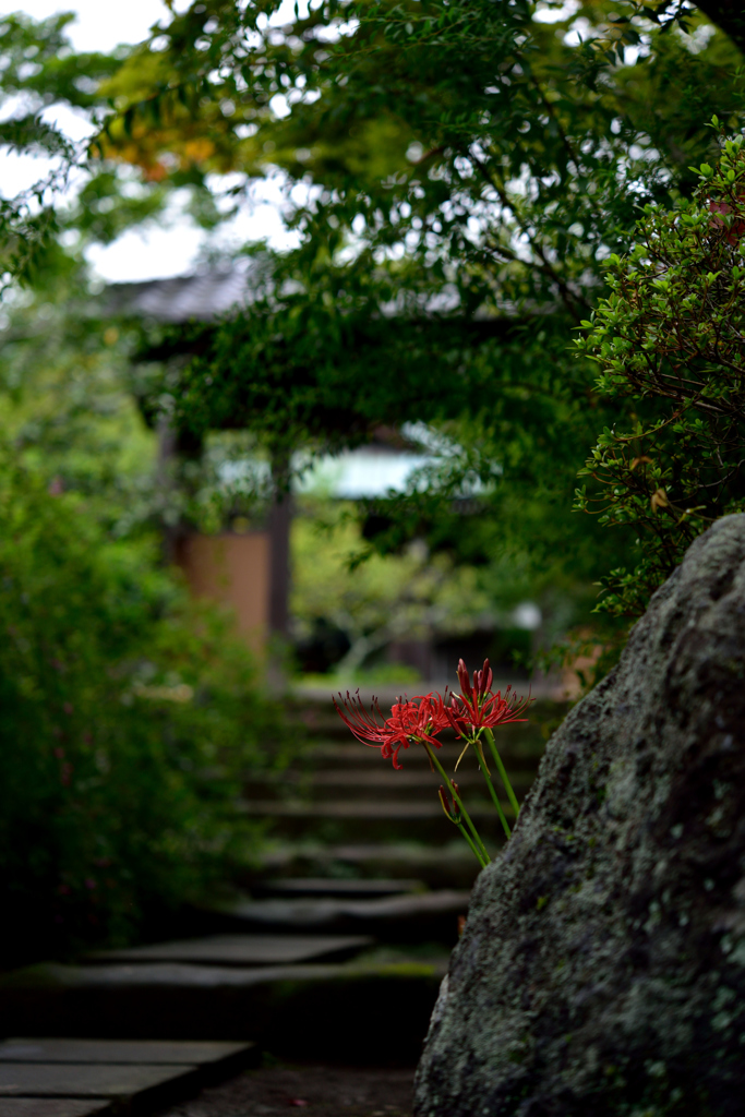 迎紅
